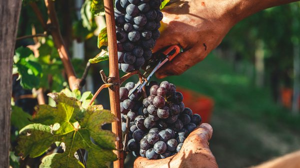 Comment organiser une visite des vignobles en Argentine à petit prix ?