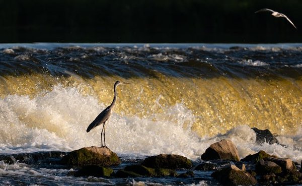 Quels sont les meilleurs itinéraires pour une expédition en bateau sur le fleuve Amazone?